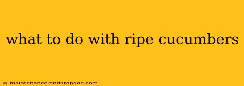 what to do with ripe cucumbers