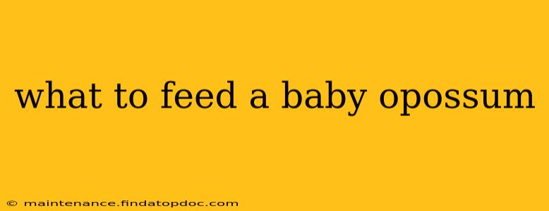 what to feed a baby opossum