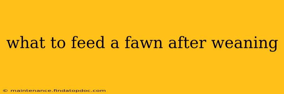 what to feed a fawn after weaning