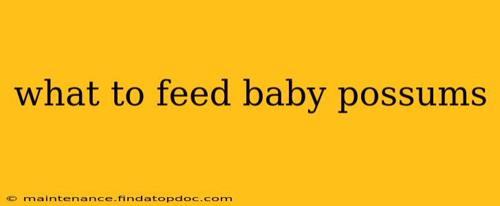 what to feed baby possums