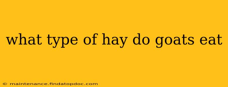 what type of hay do goats eat