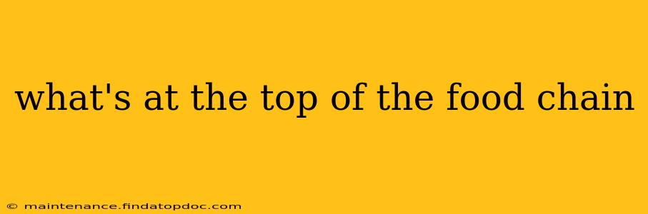 what's at the top of the food chain