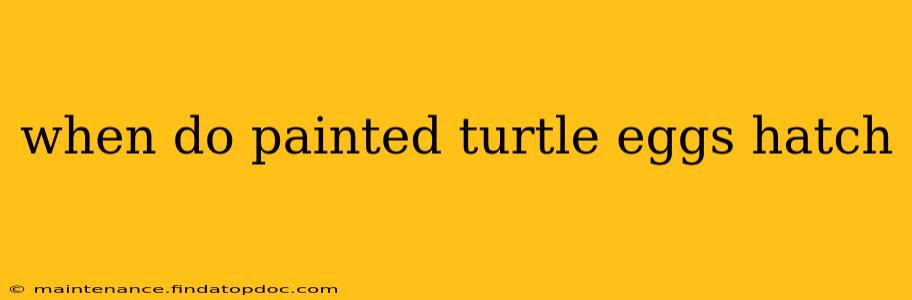 when do painted turtle eggs hatch
