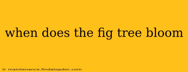 when does the fig tree bloom
