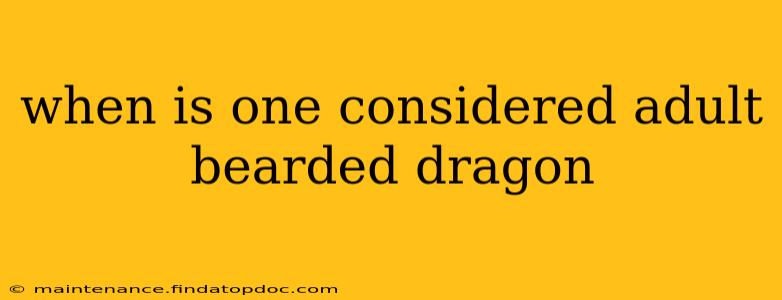 when is one considered adult bearded dragon