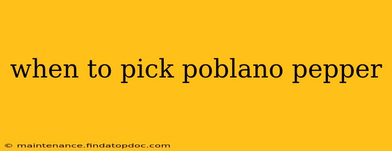 when to pick poblano pepper