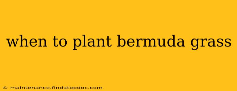 when to plant bermuda grass