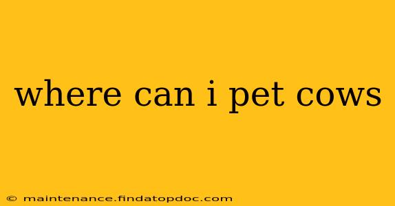 where can i pet cows