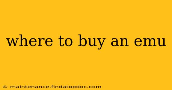 where to buy an emu