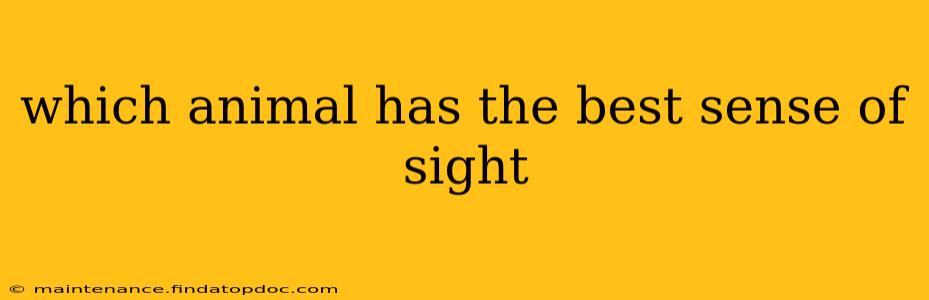 which animal has the best sense of sight