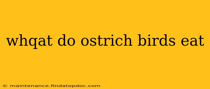 whqat do ostrich birds eat