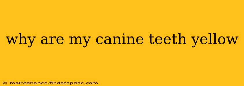 why are my canine teeth yellow