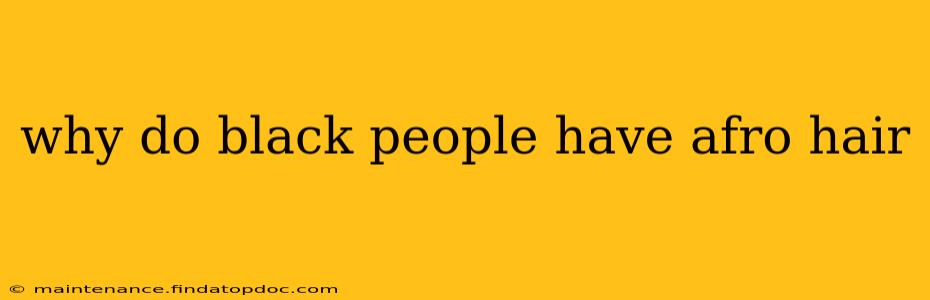 why do black people have afro hair