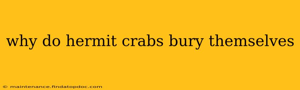 why do hermit crabs bury themselves