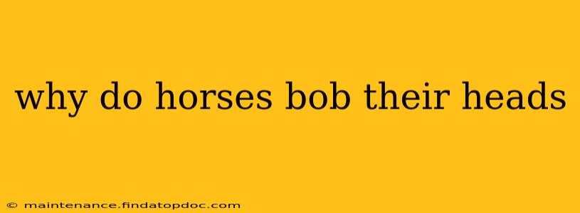 why do horses bob their heads