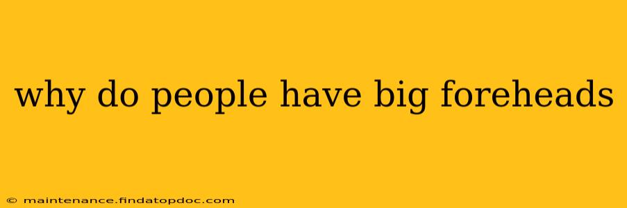 why do people have big foreheads