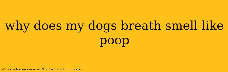 why does my dogs breath smell like poop