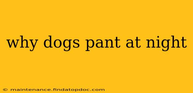 why dogs pant at night