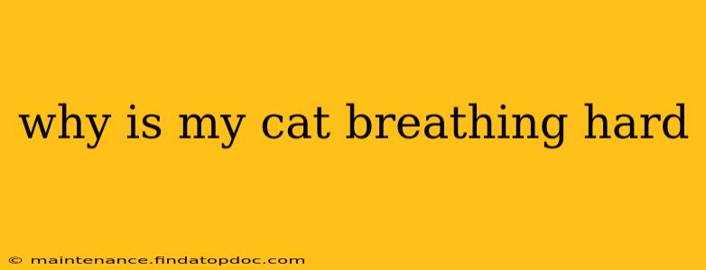 why is my cat breathing hard