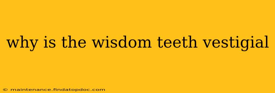 why is the wisdom teeth vestigial