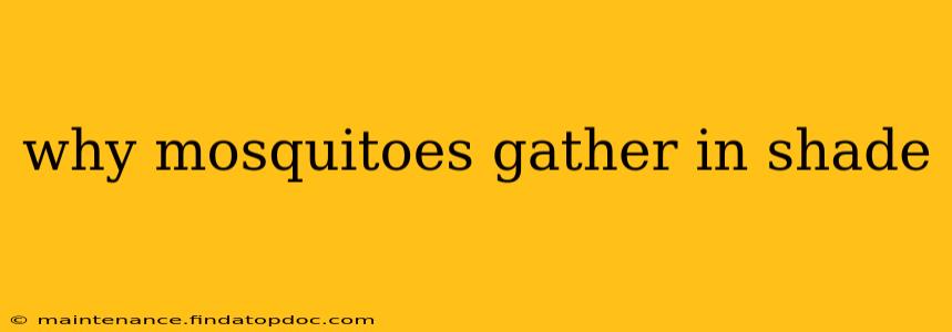 why mosquitoes gather in shade