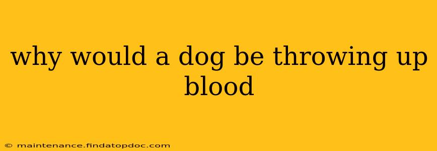 why would a dog be throwing up blood