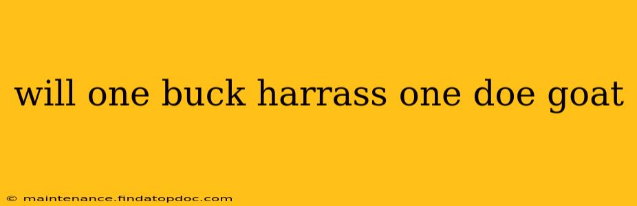 will one buck harrass one doe goat