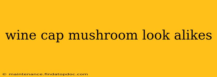 wine cap mushroom look alikes