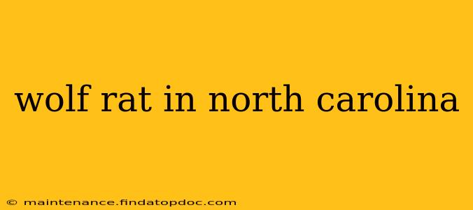 wolf rat in north carolina