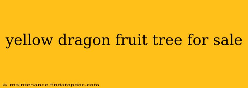 yellow dragon fruit tree for sale